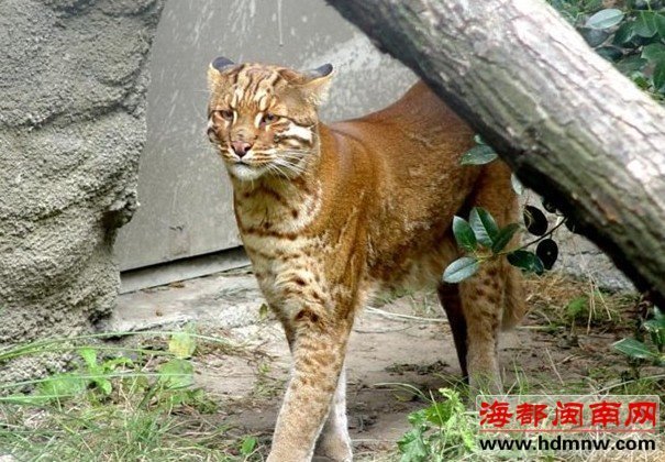 安溪蓬萊鎮(zhèn)有虎出沒？或許是二級(jí)保護(hù)動(dòng)物金貓!