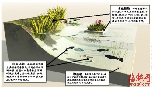 榕城4條內(nèi)河將試點(diǎn)生態(tài)修復(fù) 全國(guó)征集方案