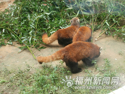 福州向臺灣贈送3只自繁小熊貓 赴臺時間仍在協商