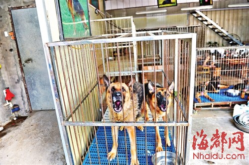 榕市場公開叫賣禁養(yǎng)的烈性犬 呼吁對養(yǎng)犬管理立法