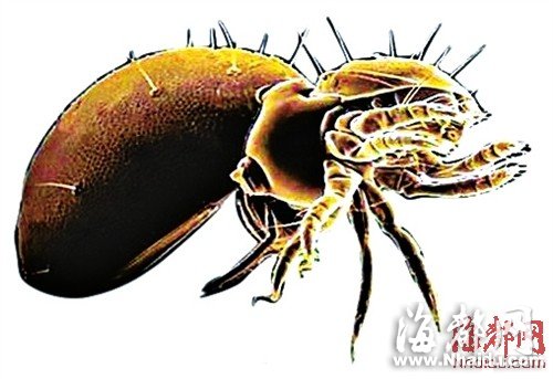 閩現多起恙蟲病例 廈門一男子險喪命