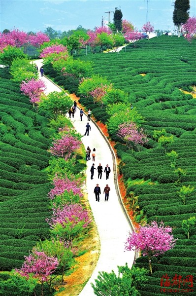 福建：生態(tài)經(jīng)濟(jì)向綠色要效益