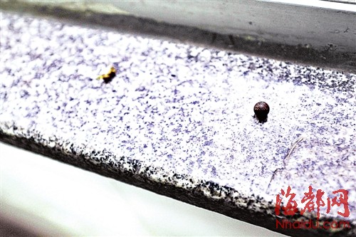 福州臺(tái)江農(nóng)貿(mào)市場(chǎng)常遭氣槍擊 18厘厚玻璃布滿彈孔肇事者成謎
