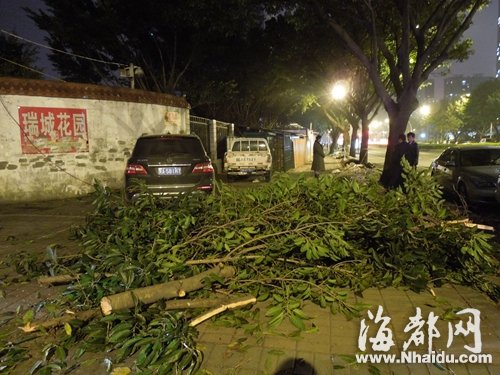 三棵大葉榕行道樹 遭福州瑞城花園小區物業斧砍