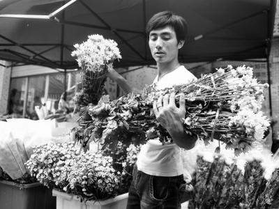 菊花銷售迎來高峰 清明節(jié)當天菊花價格或翻番