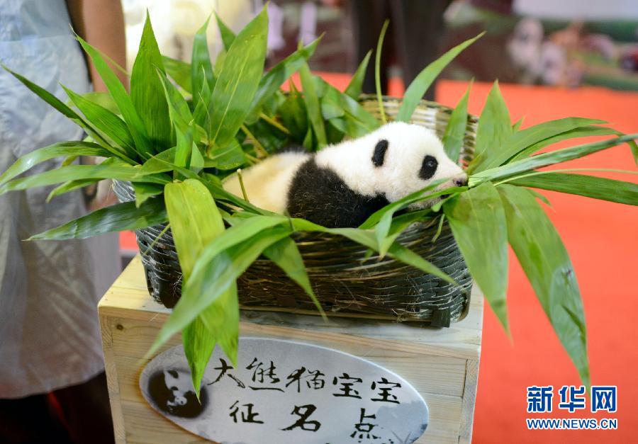 長(zhǎng)隆熊貓公主全球征名