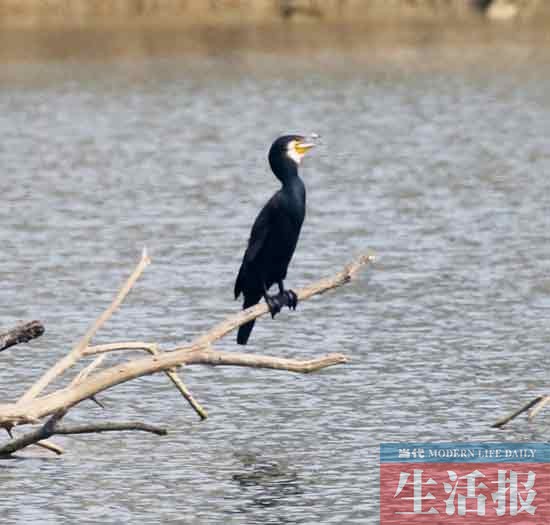 見(jiàn)證“愛(ài)情鳥(niǎo)”破鏡重圓 記者用了整整3個(gè)月(圖)