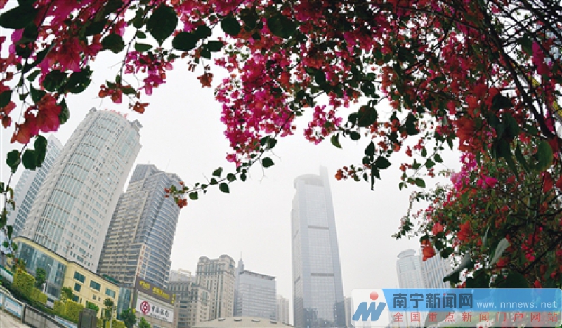 南寧將種植鮮花五百萬株 覆蓋重要區(qū)域和精品道路