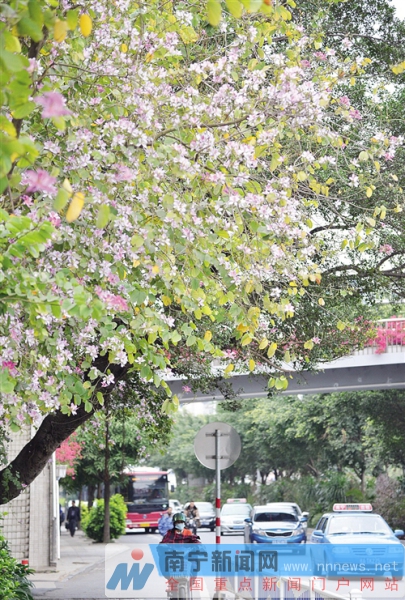 南寧將種植鮮花五百萬株 覆蓋重要區(qū)域和精品道路