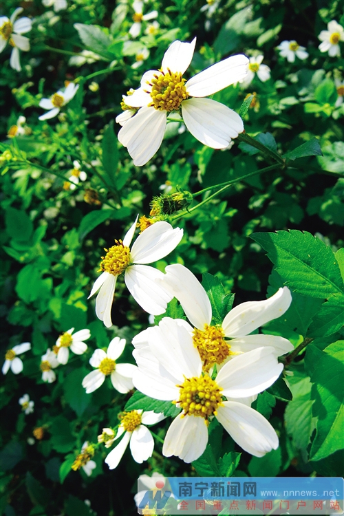 市區(qū)可賞花縣區(qū)有花海 “花樣南寧”吸引游客逐香來