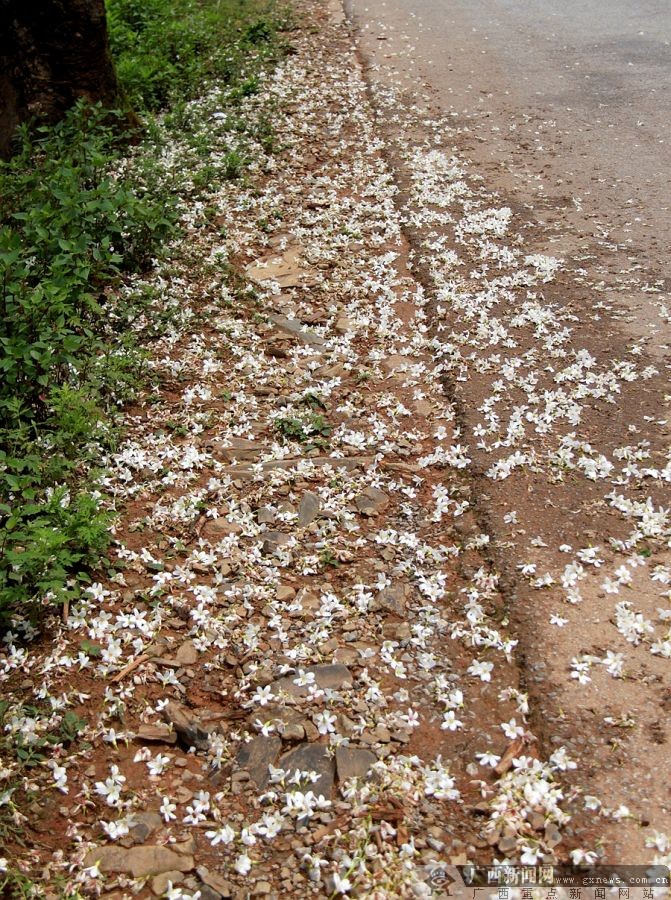廣西隆林：梧桐花開掛滿枝