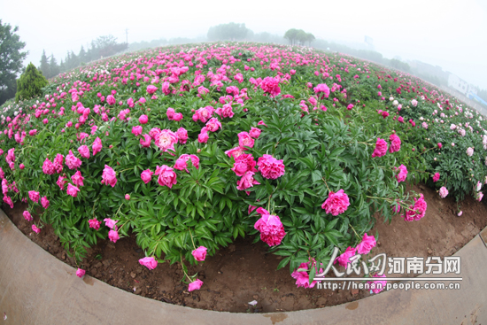 洛陽(yáng)國(guó)際牡丹園進(jìn)入妁藥盛花期