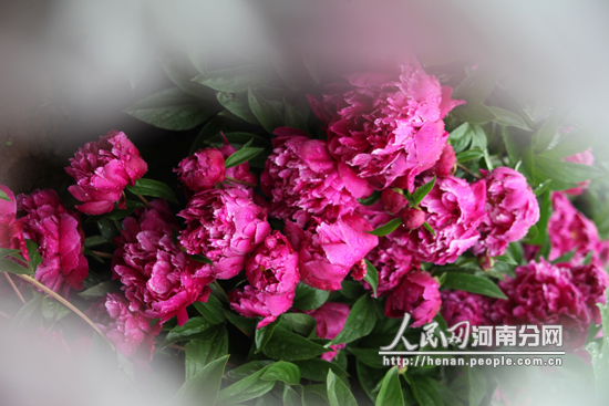 洛陽(yáng)國(guó)際牡丹園進(jìn)入妁藥盛花期