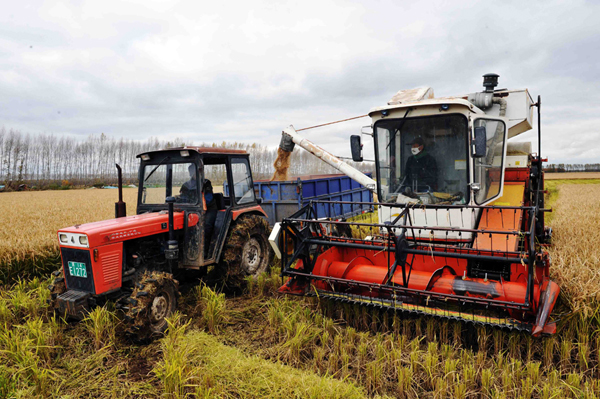 黑土地上“搶”秋收 讓豐產糧食早進倉