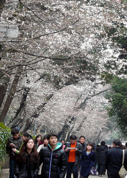 武漢大學(xué)櫻花開了
