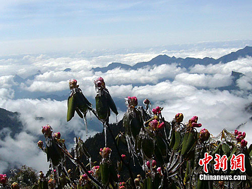 神農架現冰雪杜鵑與云海奇觀