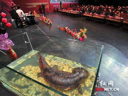 紅網(wǎng)觀察團(tuán)對(duì)話(huà)胡伯俊 揭秘張家界全球營(yíng)銷(xiāo)秘密