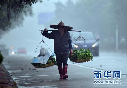 菜價如何不再暴漲暴跌？ 菜農(nóng)的弱勢地位需正視