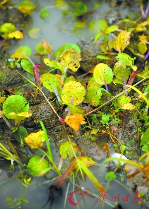 菜賤傷農(nóng)可能急轉(zhuǎn)成菜貴傷民 菜農(nóng)后悔棄耕(圖)
