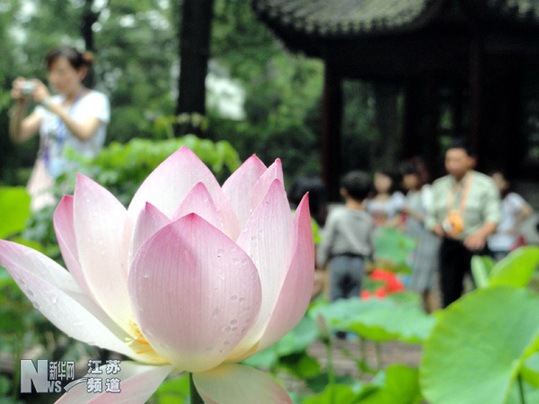 蘇州拙政園荷花旅游節(jié)開幕