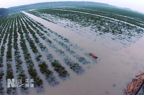 特大暴雨致贛榆農業受到重創