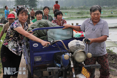 特大暴雨致贛榆農業受到重創