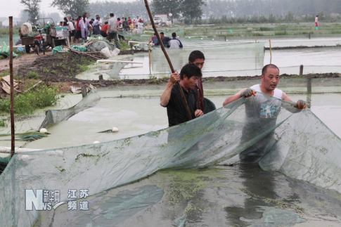 特大暴雨致贛榆農業受到重創