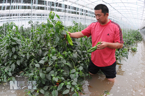 特大暴雨致贛榆農業受到重創