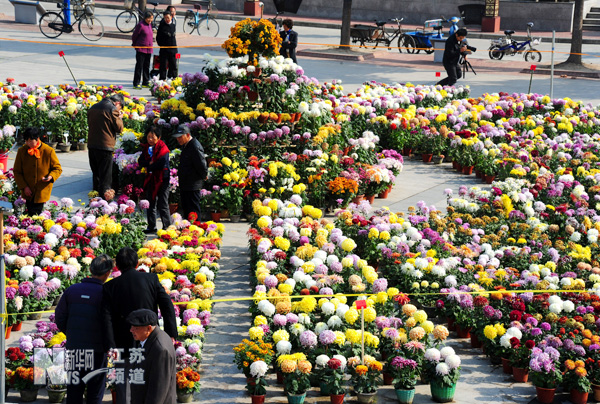太倉(cāng)：農(nóng)民自辦菊花展 千盆菊花爭(zhēng)斗艷