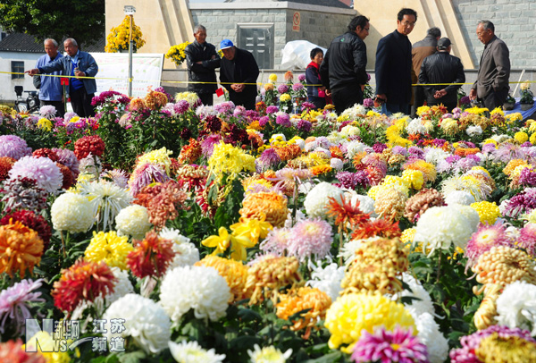 太倉(cāng)：農(nóng)民自辦菊花展 千盆菊花爭(zhēng)斗艷