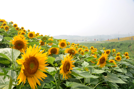 千畝向日葵演繹“棋盤”風景