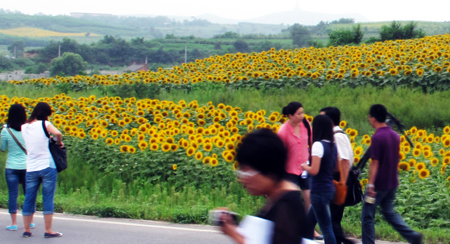 千畝向日葵演繹“棋盤”風景