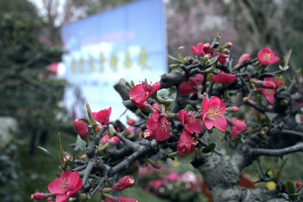 成都第八屆海棠花會(huì)掠影