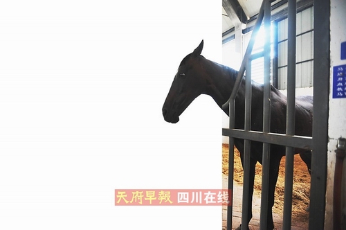 每匹馬價(jià)值百萬(wàn) 想玩它們得交18.8萬(wàn)入會(huì)費(fèi)