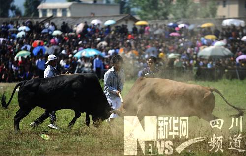 “火把節”上的中國式斗牛