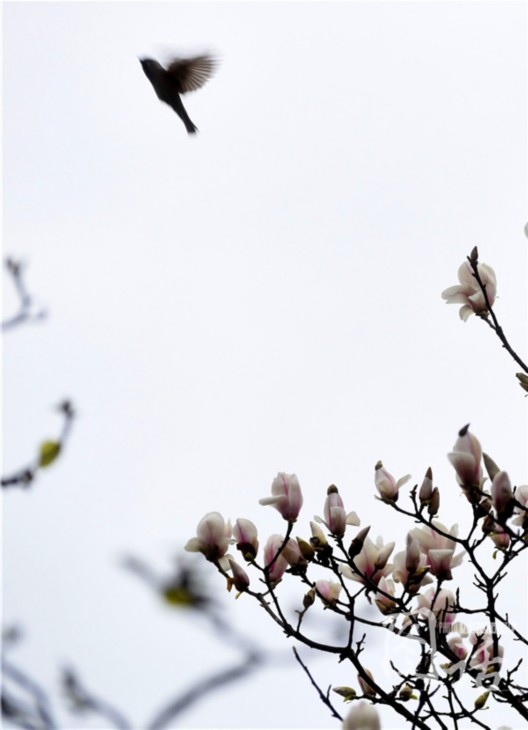 驚蟄飄小雨 成都錦江岸邊鳥語(yǔ)花香