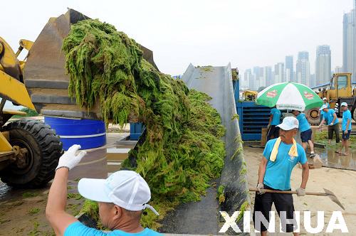 青島：滸苔治理用上“壓榨機”