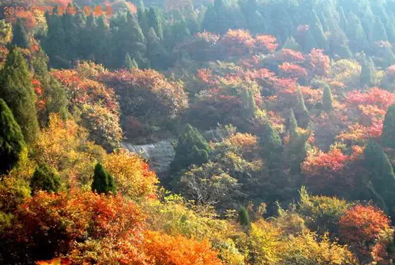 濟南春游最強攻略 野外燒烤賞花約起來！