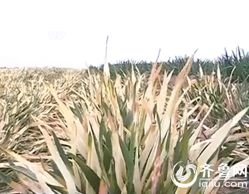 濰坊農戶澆水后麥苗變枯草 灌溉河被污染水質變綠