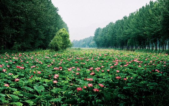 第十屆中國微山湖濕地紅荷節8月10日開幕