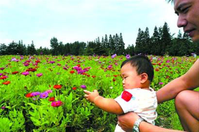 花好迎月圓 濱江森林公園數萬平米野花盛開