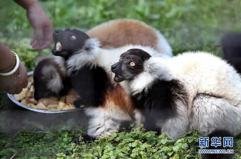 紅猩猩、斑狐猴落戶上海動物園