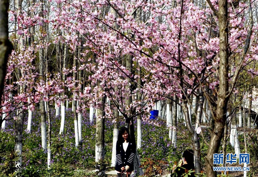 2012上海櫻花節“櫻之緣”攝影賽開拍