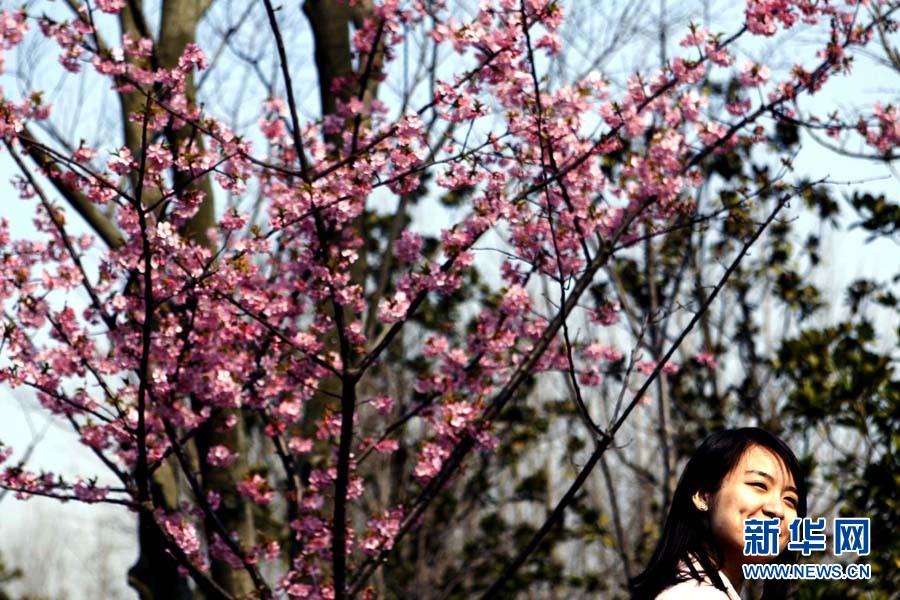 2012上海櫻花節“櫻之緣”攝影賽開拍