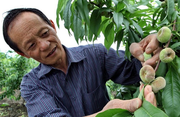 金山蟠桃獲批國家地理標志保護產品