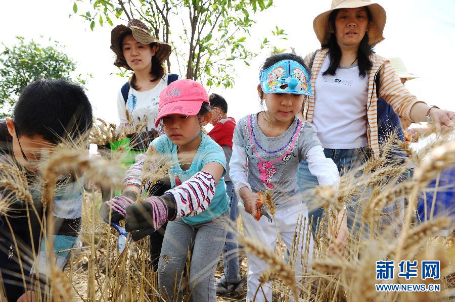 歡樂割麥度周末