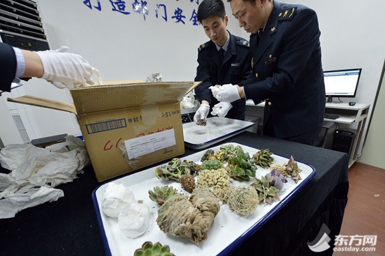 郵寄物非法進境 上海國檢查獲瀕危多肉植物