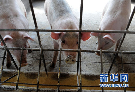 暴利驚人：揭秘“瘦肉精”地下產業鏈