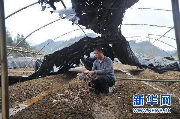 貴州10個縣區(qū)遭受冰雹災(zāi)害 損失嚴(yán)重