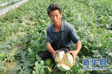 未熟西瓜離奇“爆炸” 瓜農損失慘重
